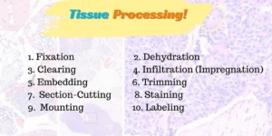 Tissue-processing